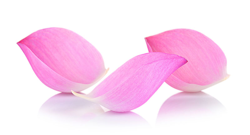 Spazio Anam Yoga petali fiore di loto